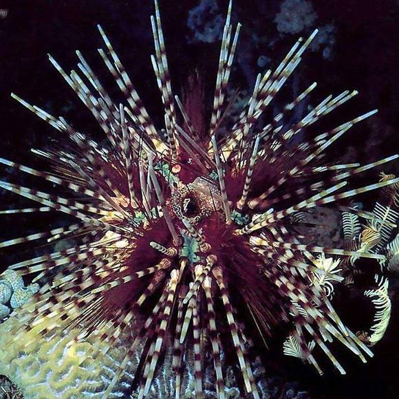 seeurchin